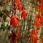 Red Leaves by Anait Boyajyan